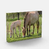 Przewalski's Horse and Foal Grazing フォトブロック (左)