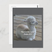 Psalm Llamaはがき ポストカード (正面/裏面)