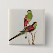 Psephotus Pulcherrimus 缶バッジ (正面)