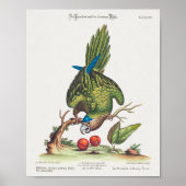 Psittacus minor gutture fusco, occidentalis  1749 ポスター (正面)
