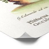 Psittacus minor gutture fusco, occidentalis 1749 ポスター (角)