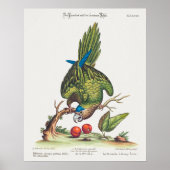 Psittacus minor gutture fusco, occidentalis 1749 ポスター (正面)