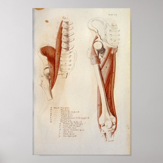 Psoas Lumbar Spine Muscle Anatomy Print French ポスター (正面)