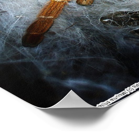 Pterinochilus murinus ポスター (角)