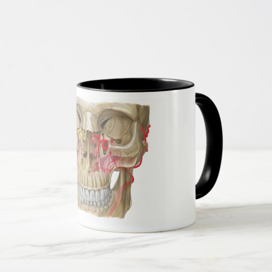 Pterygopalatine Fossaの顔写真 マグカップ (正面右)