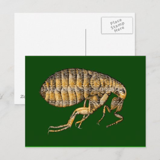 PUCE ポストカード (正面/裏面)