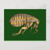 PUCE ポストカード (正面)