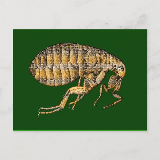 PUCE ポストカード (正面)