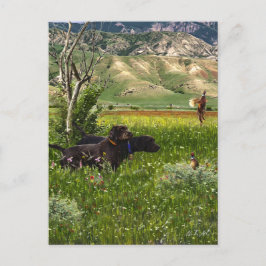 Pudelpointer ポストカード