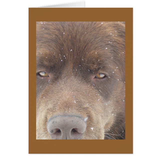 Pudgeくま (正面)