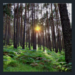 Puesta de Sol en el bosque ポスター<br><div class="desc">Puesta de sol en un bosque de pinos</div>