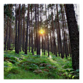 Puesta de Sol en el bosque ポスター (正面)