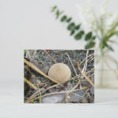 Puffball OBXはがき ポストカード (スタンド正面)