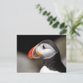 Puffinクローズアップ写真はがき ポストカード (スタンド正面)