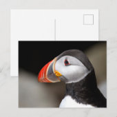Puffinクローズアップ写真はがき ポストカード (正面/裏面)