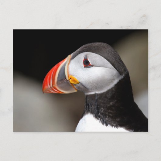 Puffinクローズアップ写真はがき ポストカード (正面)