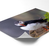 Puffin bird in Iceland ポスター (角)