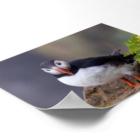 Puffin bird in Iceland ポスター (角)