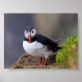 Puffin bird in Iceland ポスター (正面)
