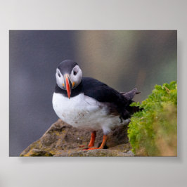 Puffin bird in Iceland ポスター