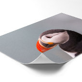 Puffin bird in Iceland ポスター (角)