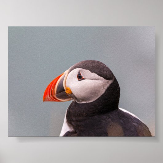 Puffin bird in Iceland ポスター (正面)