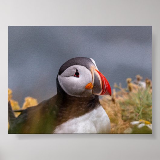Puffin bird in Iceland ポスター (正面)