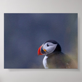 Puffin bird in Iceland ポスター
