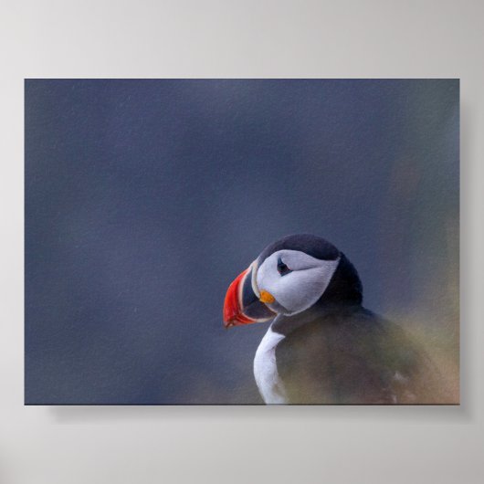 Puffin bird in Iceland ポスター (正面)