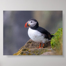 Puffin bird in Iceland ポスター