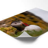 Puffin bird in Iceland ポスター (角)