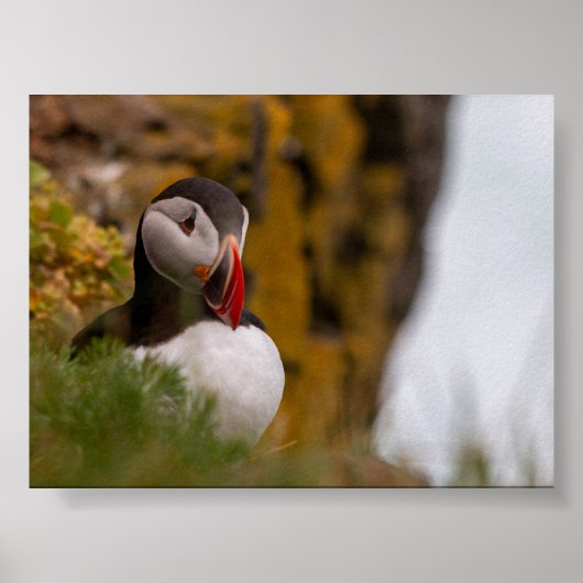 Puffin bird in Iceland ポスター (正面)