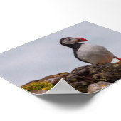 Puffin bird in Iceland ポスター (角)