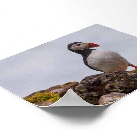 Puffin bird in Iceland ポスター (角)