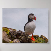Puffin bird in Iceland ポスター (正面)