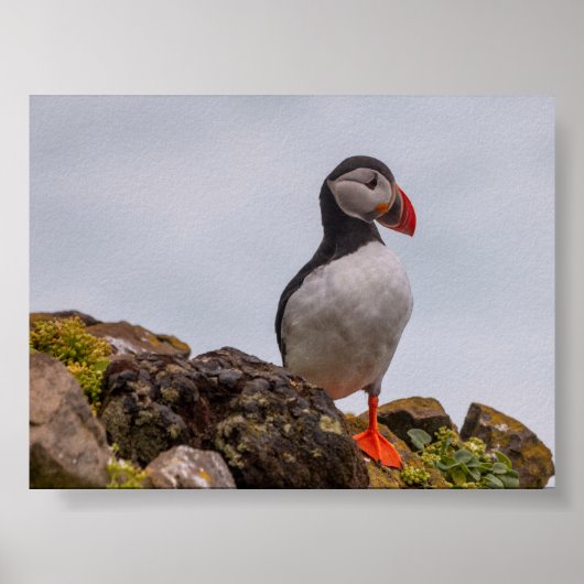 Puffin bird in Iceland ポスター (正面)