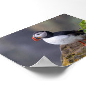 Puffin bird in Iceland ポスター (角)