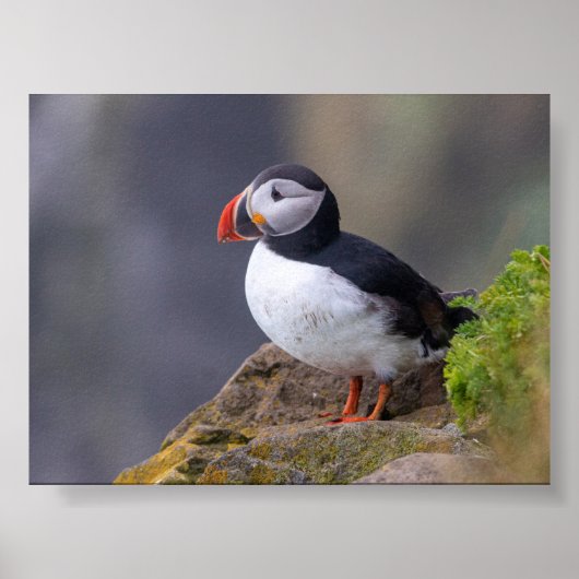 Puffin bird in Iceland ポスター (正面)