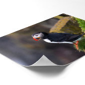 Puffin bird in Iceland ポスター (角)
