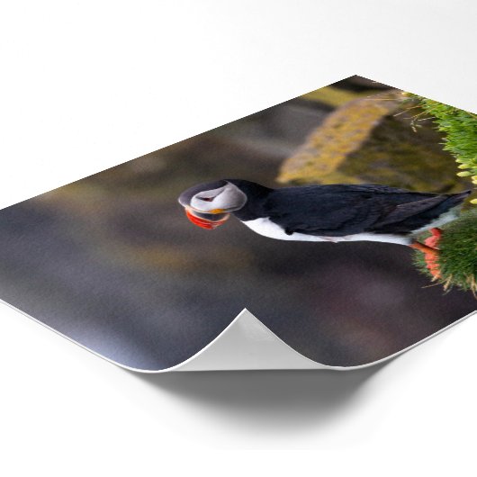 Puffin bird in Iceland ポスター (角)