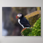 Puffin bird in Iceland ポスター (正面)