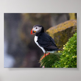 Puffin bird in Iceland ポスター