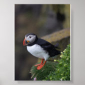 Puffin bird in Iceland ポスター (正面)