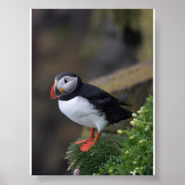 Puffin bird in Iceland ポスター