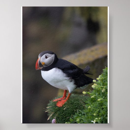 Puffin bird in Iceland ポスター (正面)