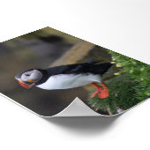 Puffin bird in Iceland ポスター (角)