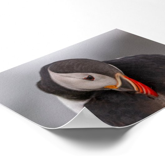 Puffin bird in Iceland ポスター (角)