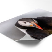 Puffin bird in Iceland ポスター (角)