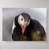 Puffin bird in Iceland ポスター (正面)