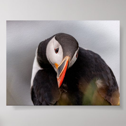 Puffin bird in Iceland ポスター (正面)